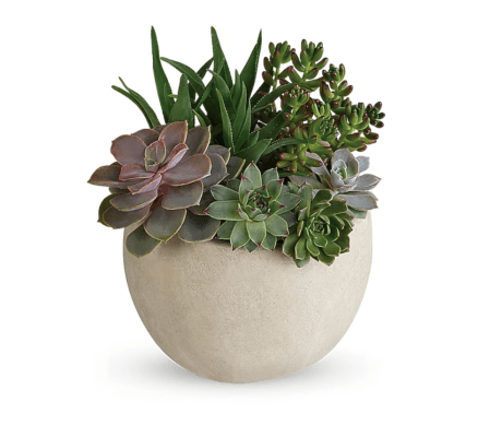 Desert Beauty Succulent Garden