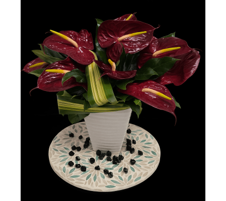 Red Anthurium Eclectic 