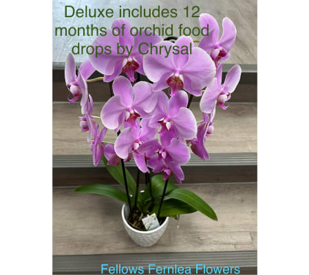 Double Waterfall Lavender Orchid