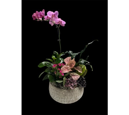 Orchid Harmony Garden 