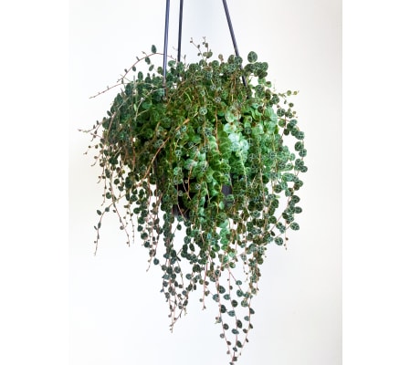 Peperomia prostrata (String of Turtles) - 6