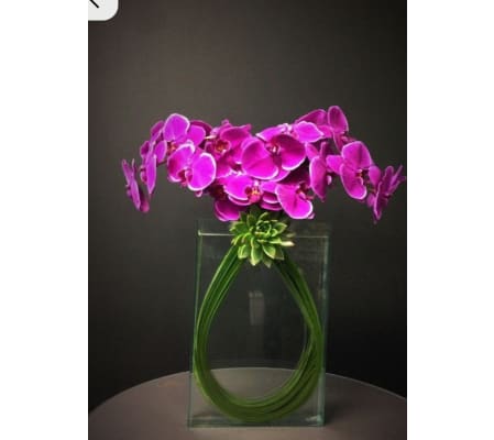 Phalaenopsis and Succulents Unique 