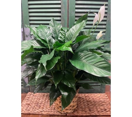 Tranquil Grace Garden