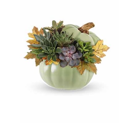 Succulent Pumpkin