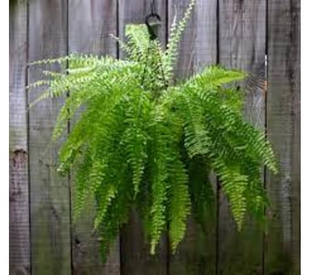 Boston Fern - Hanging Basket