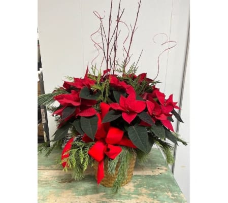 All Dressed Red poitsetia