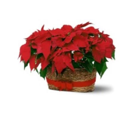DOUBLE POINSETTIA