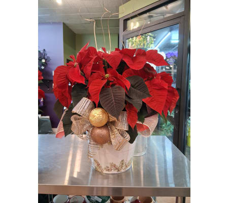 Holiday Heart Poinsettias