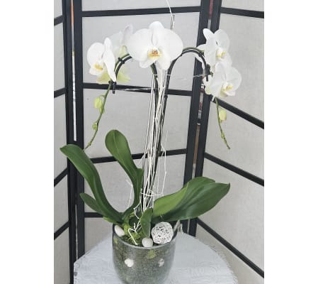 Exclusive Orchid Plant 