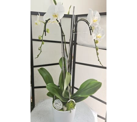 Classic Orchid Plant 