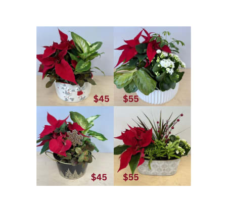 Christmas Planter  Dec 2024
