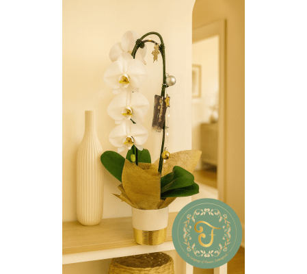 White Waterfall Orchid Plant with Holiday Lights