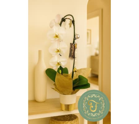 White Waterfall Orchid Plant with Holiday Lights