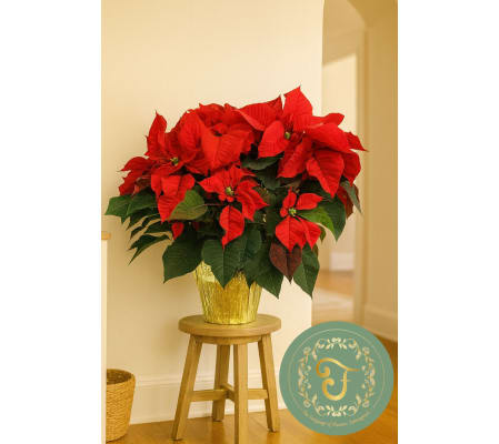 Red Poinsettia - 3 Sizes