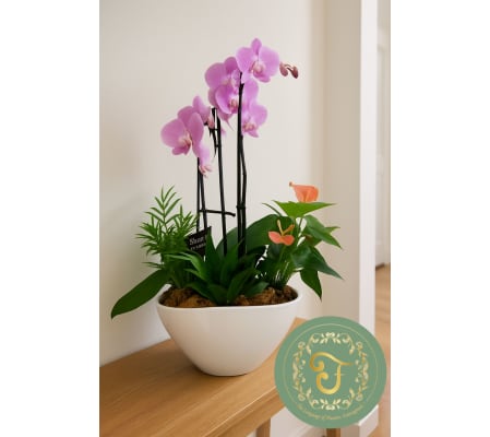 Eileen Orchid Planter