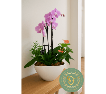 Eileen Orchid Planter