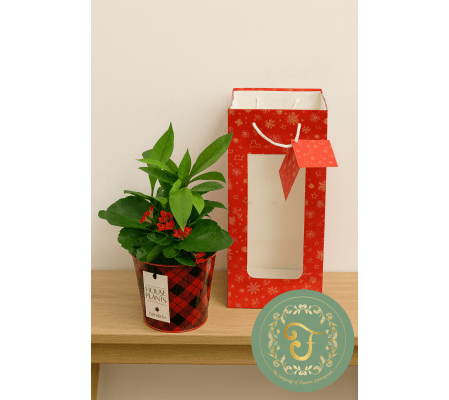 Pinery Garden in Tin with Gift Bag