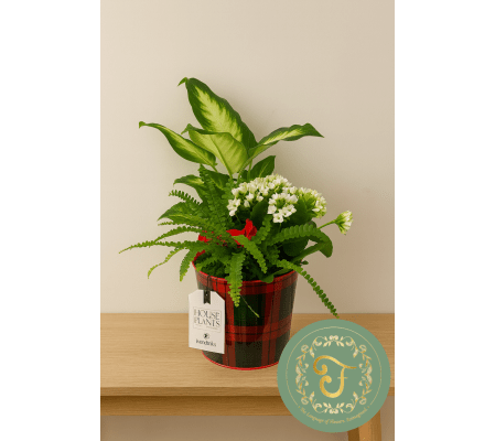 Tartan Plaid Tin Planter - White Flowering Plant