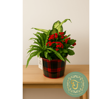 Tartan Plaid Tin Planter - Red Flowering Plant