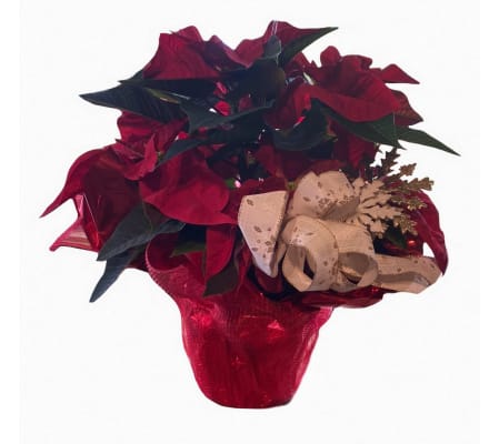 Wrapped in Cheer Poinsettia 