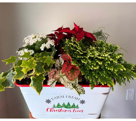 Holly Jolly Holiday Tin