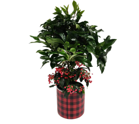 Ardisia Christmas Berry