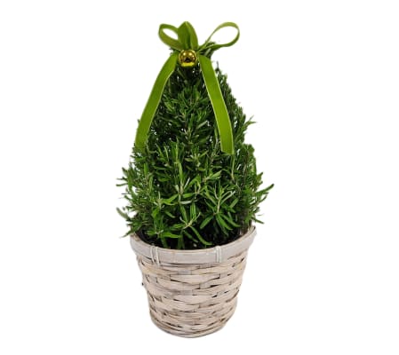 Rosemary Tree