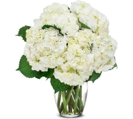 White Hydrangeas