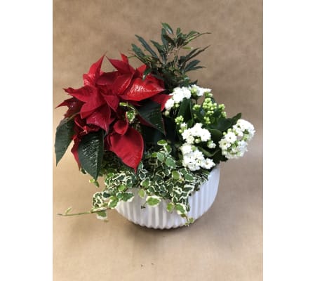 Holiday Plants in Ceramic Base 