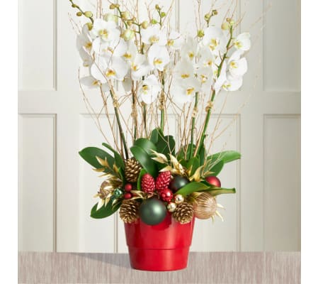 Christmas Orchids
