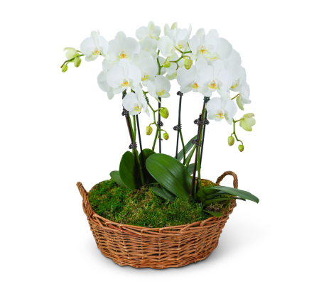 Serenity Orchid Plant