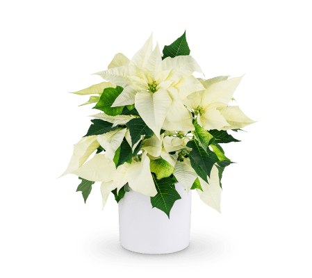 White Poinsettia Plant