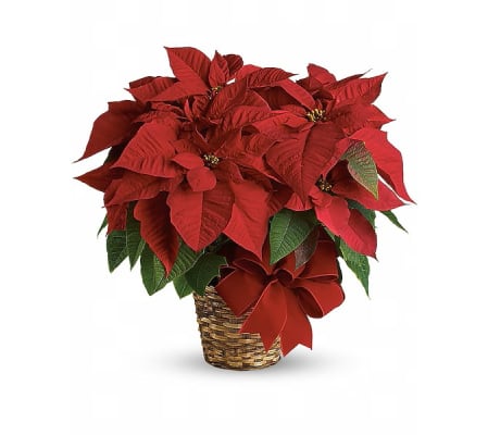 Christmas Red Poinsettia
