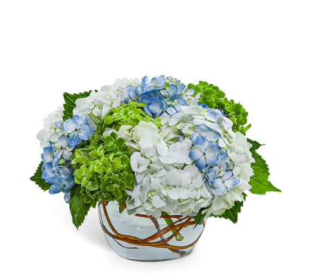 Dreamy Hydrangea 