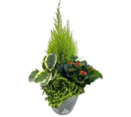 Festive Evergreen tin Planter LG