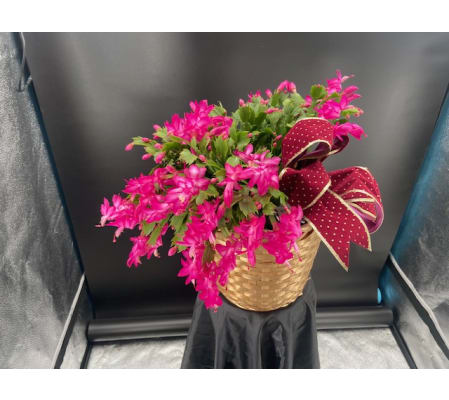 CHRISTMAS CACTUS