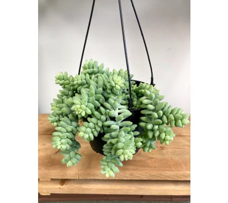 Burros tail 