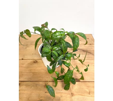 Aeschynanthus longicaulis (Lipstick Plant) 'Black Pagoda' - 4