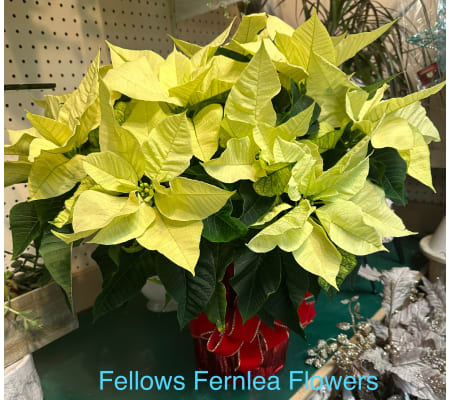 8 inch white poinsettia