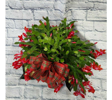 Christmas Cactus