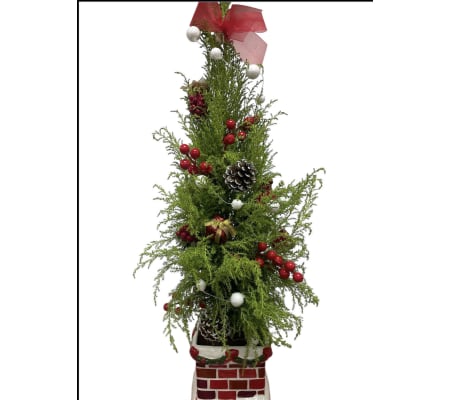 Cypress Tree with lights