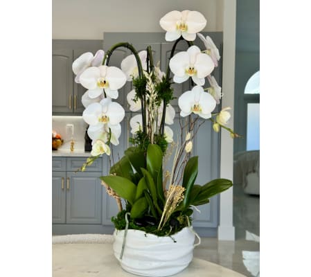 Pure Grace Orchid Garden