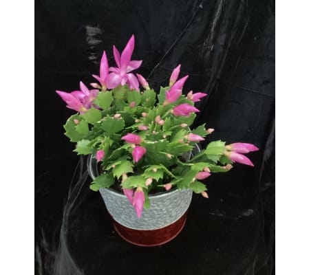 Christmas Cactus Color May Vary