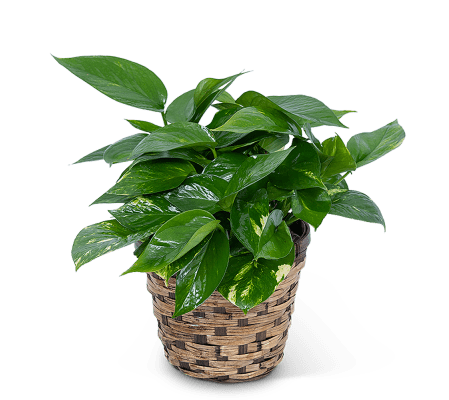 Pothos Plant in a Basket