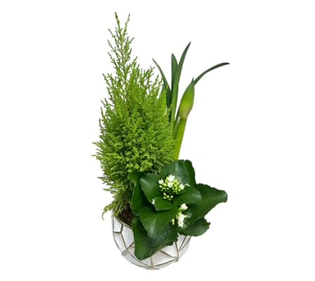 Christmas Amaryllis Planter