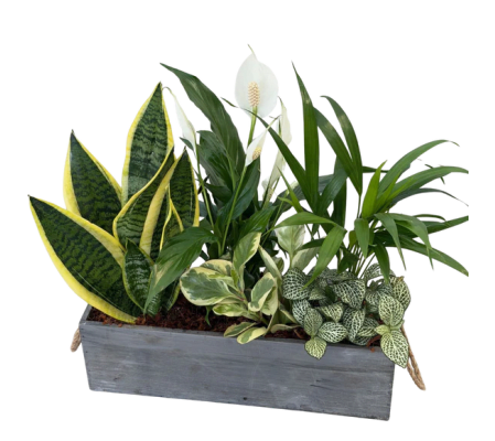  planter including a Sansevieria in Wooden box