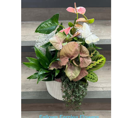 Fellows Butterfly Blush Garden