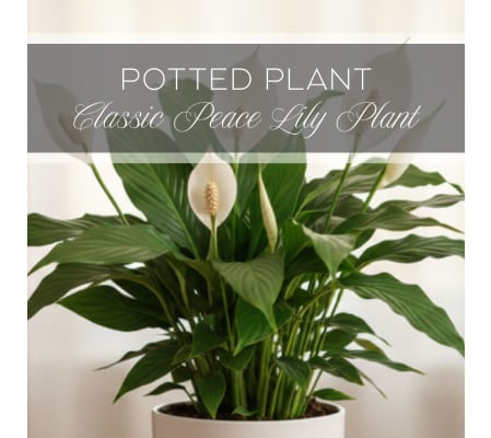Classic Peace Lily