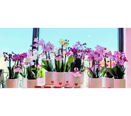 4 Inch Orchid - Yellow