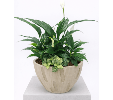 Bamboo Peace Lily Planter